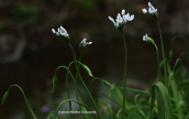 White garlic (Allium neapolitanum)