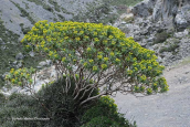 Euphorbia dendroides at Rethimno perfecture (Crete)