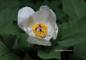 Paeonia mascula subsp. hellenica at Dirfis mountain