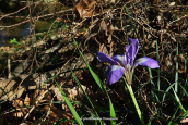 Iris unguicularis at Attica region