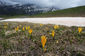 Yellow crocus flowers at Grammos mountain