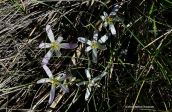 Colchicum soboliferum