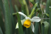 Narcissus tazetta at Parnitha mountain