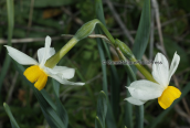 Narcissus tazetta at Parnitha mountain