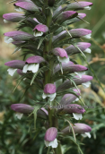 Bear's Breeches (Acanthus spinosus)