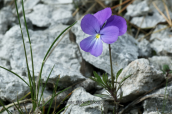 Viola graeca at Ziria mountain