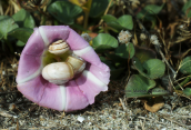Snails at the flower of a Sea bindweed (Calystegia soldanella) at Evia island