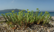 Sea spurge (Euphorbia paralias) at Evia island