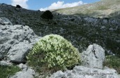 Astragalus angustifolius at Parnassus mountain