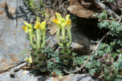 Scutellaria orientalis at Parnassus mountain