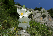 Madonna lily (Lilium candidum) at Vikos gorge