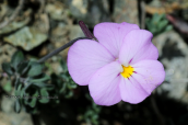 Viola albanica at Smolikas mountain