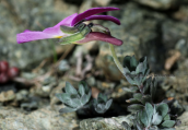 Viola albanica at Smolikas mountain