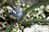 Bellevalia hyacinthoides at Schinias (Attica)