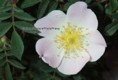 Wildrose (Rosa canina)