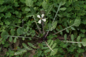 Garden rocket (Eruca sativa)