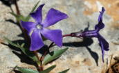 Herbaceous Periwinkle (Vinca herbacea) at Menalo mountain