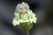 Sideritis raeseri subsp. attica at Parnitha mountain