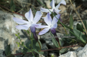 Herbaceous Periwinkle (Vinca herbacea) at Parnitha mountain