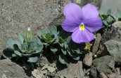 Viola albanica at Gramos mountain