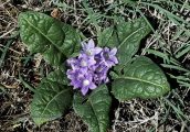Manndrake (Mandragora officinarum) at the Peloponnese