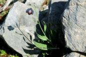 Fritillaria obliqua at Attica