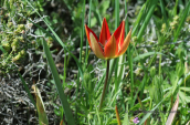 Tulipa hageri at Parnitha mountain