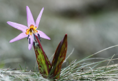 Erythronium dens-canis at Falakro mountain