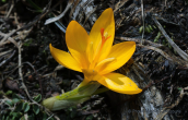 Crocus chrysanthus at Falakro mountain