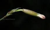 Silene oligantha ssp. parnesia at Parnitha mountain