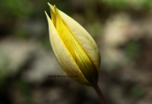 Tulipa orphanidea at Parnitha mountain