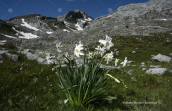 Poets daffodil at Pindos mountain
