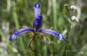Ιριδα (Iris sintenisii)