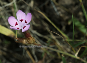 Dianthus tymphresteus at Oeta mountain