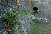 Campanula versicolor at the ruins of the castle of ioanina city