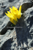 Autumn daffodil (Sternbergia lutea) at Parnitha mountain