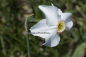 Poet's Daffodil (Narcissus poeticus) at Oeta mountain