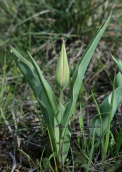 Tulipa undulatifolia at Viotia