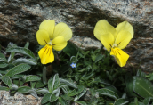 Viola euboea at Ochi mountain