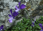 Viola euboea at Ochi mountain