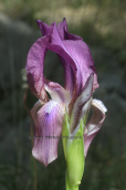 Iris reichenbachii at Thrace