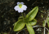 Pinguicula crystallina subsp.hirtiflora carnivorus plant of Olympus mountain