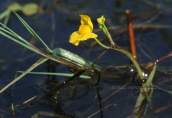 Utricularia australis at Kerkini lake