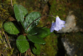 Jankaea heidreichii endemic plant of mountain Olympus