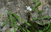 Silene pusilla subsp. chromodonta at Olympus mountain