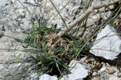 Silene oligantha ssp. parnesia at Parnitha mountain