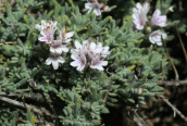 Thymus parnassicus at Parnitha mountain