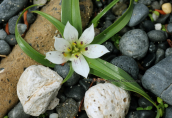 Androcymbium rechingeri a small endemic plant of west Crete blooms in the middle of winter from december to february