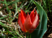 Tulip (Tulipa undulatifolia) at Viotia