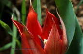Tulip (Tulipa undulatifolia) at Viotia